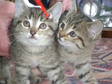 Adopt BABY CAKES & SWEET a Tabby - Brown