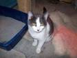 Adopt DYLAN..22 WEEKS a Domestic Short Hair - gray and white