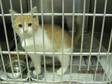 Adopt #338 a Domestic Short Hair - orange and white