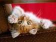Adopt SPENCER a Domestic Short Hair - orange and white