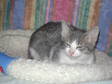 Adopt NOELLE a Domestic Short Hair - gray and white, Tabby - Grey