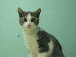 Adopt Fisher a Domestic Short Hair - gray and white, Tabby