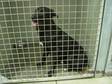 Adopt PRETTY GIRL a Black Labrador Retriever