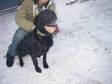 Adopt In shelter a Labrador Retriever