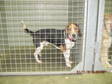 Adopt DOG ID#09 a Beagle