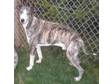 Adopt Riley a Whippet