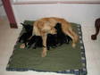 Adopt Puppies! a Golden Retriever, Black Labrador Retriever