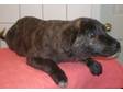 Adopt Lacey a Labrador Retriever, German Shepherd Dog
