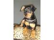 Adopt Paxton a Miniature Pinscher,  Toy Fox Terrier