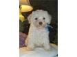 Adopt Shimmer's Hank a Schnauzer,  Poodle