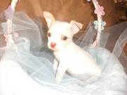 Chihuahuas puppy male.White color with blue eyes