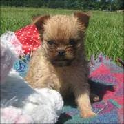 Brussels Griffon Puppies For Sale