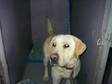 Adopt Lab in Shelter a Labrador Retriever