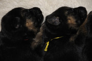 German Shepherd Puppies ,  exceptional quality,  beautiful colours