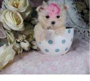 Exquisitely AMAZING Tiny maltese puppy
