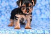 lovely register yorkie puppies