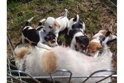 Adorable Jack Russell puppies for rehome