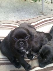 black pugshi-poo puppies ready on july 8 th for there new homes 