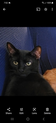 Sweet male black cat