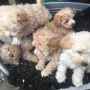 Adorable non shed Maltipoo puppies available for sale