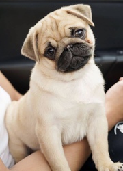 Adorable Puggle Puppies