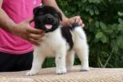 Akita puppies ready for new homes