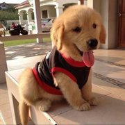 Golden Retriever Puppies