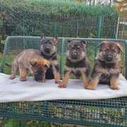 German shepherd puppies