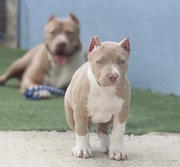 Precious Pitbull Puppies for Sale