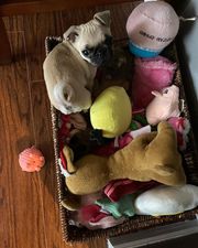 Pug Puppies for rehoming