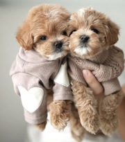 Teacup Maltipoo Puppies 