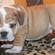 Outstanding english bulldog puppies available