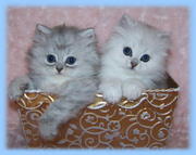 Smiling kittens ready for a lovely home