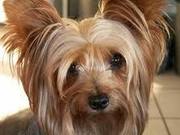 cute yorkie puppy for adoption