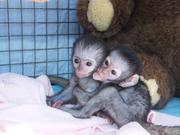   2Adorable  and jovial purebreed monkeys For Free Adoption 